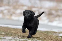 Coffee AKC , a female Labrador Retriever for sale in Grand Rapids, MI – Photo 1 of 6