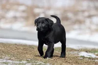 Coffee AKC , a female Labrador Retriever for sale in Grand Rapids, MI – Photo 4 of 6