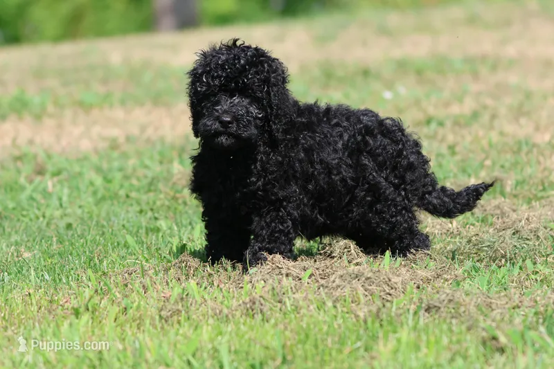 Raven – Bernedoodle, Miniature Bernedoodle puppy for sale in Grand Rapids, MI