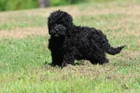 Raven, a female Bernedoodle and Miniature Bernedoodle for sale in Grand Rapids, MI – 1 of 6