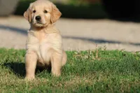 RUGER, a male Golden Retriever and Miniature Golden Retriever for sale in Grand Rapids, MI – 3 of 6