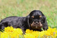 Sally, a male Cocker Spaniel and Cavalier King Charles Spaniel for sale in Grand Rapids, MI – 4 of 5
