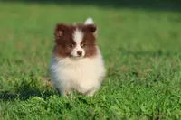 Coco Puffs , a male Pomeranian for sale in Grand Rapids, MI – 4 of 6