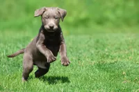 Tank , a male Labrador Retriever for sale in Grand Rapids, MI – 6 of 6
