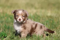 Chocolate Milkshake, a female Aussiedoodle and Bernedoodle for sale in Grand Rapids, MI – 4 of 4