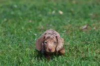 Milky Way Girl, a female Miniature Dachshund for sale in Grand Rapids, MI – 4 of 6