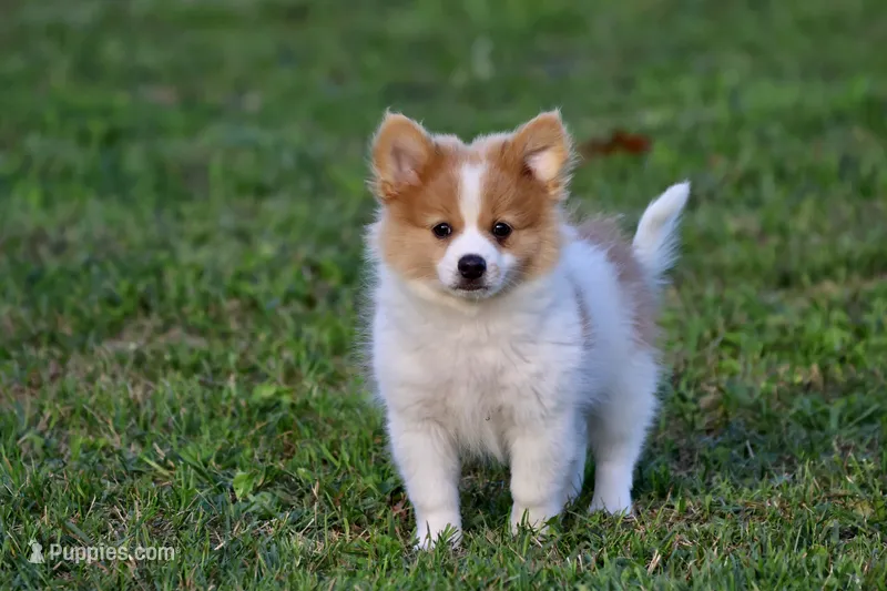 Flame – Pomeranian puppy for sale in Grand Rapids, MI