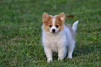 Flame, a male Pomeranian for sale in Grand Rapids, MI – 1 of 5