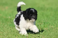 Oreo Crumbles, a male Cavapoo and Cockapoo for sale in Grand Rapids, MI – 3 of 5