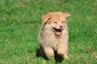 Bounce, a male Pomeranian and Toy Australian Shepherd for sale in Grand Rapids, MI – 3 of 7
