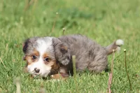 Lollipop, a female Bernedoodle and Miniature Bernedoodle for sale in Grand Rapids, MI – 3 of 4