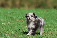 Fetch, a male Pomeranian and Toy Australian Shepherd for sale in Grand Rapids, MI – 5 of 7