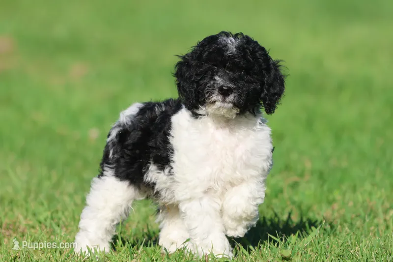 Oreo Crumbles – Cavapoo, Cockapoo puppy for sale in Grand Rapids, MI