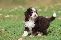 Pup, a male Miniature Bernedoodle for sale in Grand Rapids, MI – 4 of 5