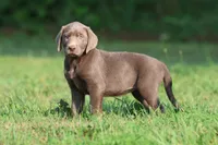 Duchess AKC , a male Labrador Retriever for sale in Grand Rapids, MI – 6 of 6