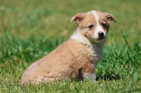 Bambi , a female Pembroke Welsh Corgi for sale in Grand Rapids, MI – 3 of 4