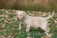 Silver Bullet AKC , a male Labrador Retriever for sale in Grand Rapids, MI – 5 of 7