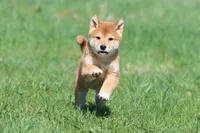 Tokyo, a male Shiba Inu for sale in Grand Rapids, MI – Photo 6 of 7