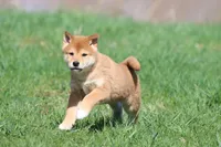 Tokyo, a male Shiba Inu for sale in Grand Rapids, MI – Photo 7 of 7