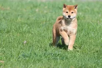 Tokyo, a male Shiba Inu for sale in Grand Rapids, MI – Photo 2 of 7