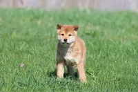 Tokyo, a male Shiba Inu for sale in Grand Rapids, MI – Photo 3 of 7