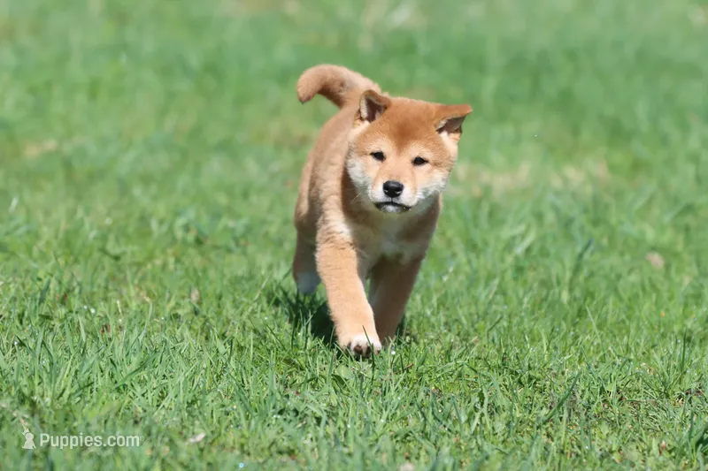 Tokyo – Shiba Inu puppy for sale in Grand Rapids, MI