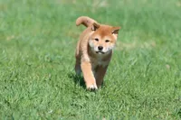 Tokyo, a male Shiba Inu for sale in Grand Rapids, MI – Photo 1 of 7