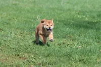 Tokyo, a male Shiba Inu for sale in Grand Rapids, MI – Photo 4 of 7