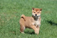 Tokyo, a male Shiba Inu for sale in Grand Rapids, MI – Photo 5 of 7