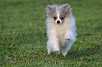 Twirls AKC, a female Pomeranian for sale in Grand Rapids, MI – 5 of 7