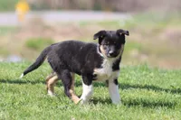 Pinto , a female Border Collie for sale in Grand Rapids, MI – Photo 5 of 5