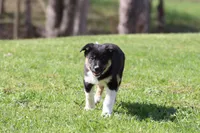 Pinto , a female Border Collie for sale in Grand Rapids, MI – Photo 4 of 5