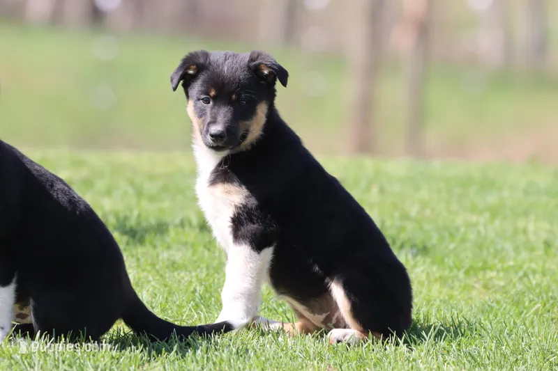 Pinto  – Border Collie puppy for sale in Grand Rapids, MI