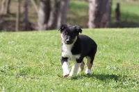 Pinto , a female Border Collie for sale in Grand Rapids, MI – Photo 2 of 5