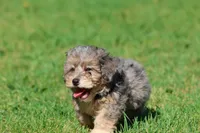 Slushy , a male Miniature Bernedoodle for sale in Grand Rapids, MI – 4 of 5