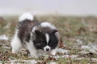 Squirrel, a male Pomeranian for sale in Grand Rapids, MI – Photo 3 of 5