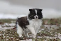 Squirrel, a male Pomeranian for sale in Grand Rapids, MI – Photo 2 of 5