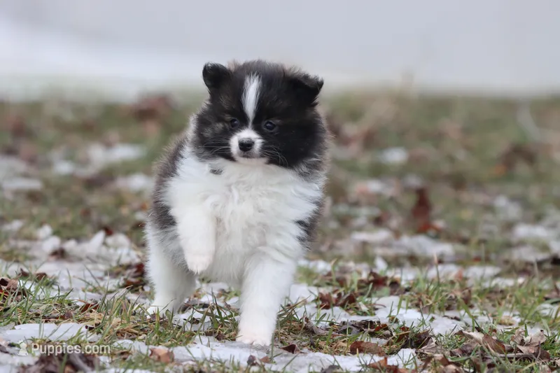Squirrel – Pomeranian puppy for sale in Grand Rapids, MI