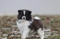 Squirrel, a male Pomeranian for sale in Grand Rapids, MI – Photo 4 of 5