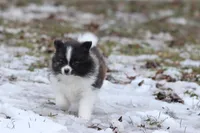 Squirrel, a male Pomeranian for sale in Grand Rapids, MI – Photo 5 of 5