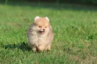 Sir Fox AKC, a male Pomeranian for sale in Grand Rapids, MI – 5 of 6