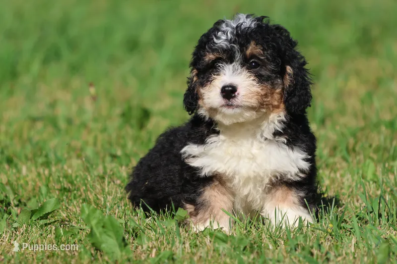 Twizzler  – Miniature Bernedoodle puppy for sale in Grand Rapids, MI