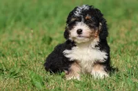 Twizzler , a male Miniature Bernedoodle for sale in Grand Rapids, MI – 1 of 6