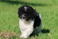 Oreo Crumbles, a male Cavapoo and Cockapoo for sale in Grand Rapids, MI – 4 of 5