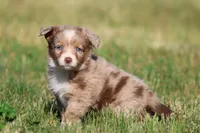 Chocolate Milkshake, a female Aussiedoodle and Bernedoodle for sale in Grand Rapids, MI – 2 of 4
