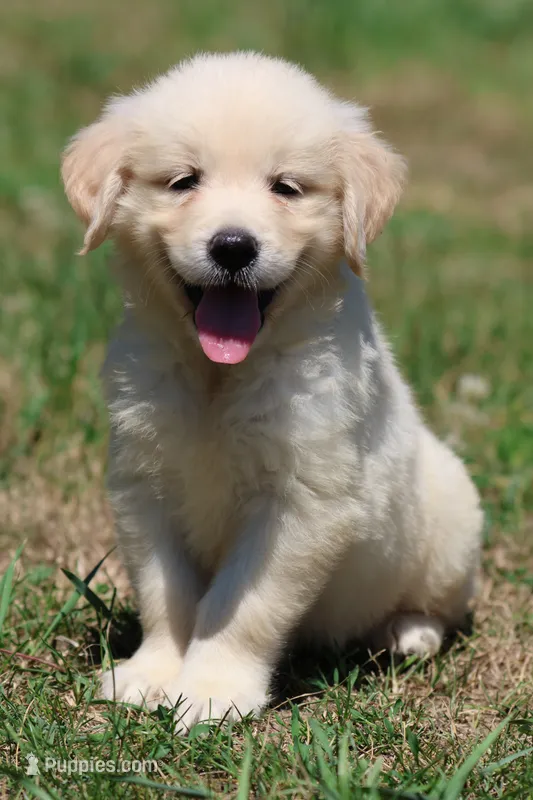 True Love – Golden Retriever, English Cream Golden Retriever puppy for sale in Grand Rapids, MI