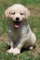 True Love, a female Golden Retriever and English Cream Golden Retriever for sale in Grand Rapids, MI – 1 of 7