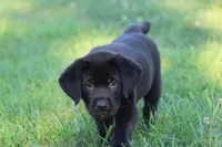 Knight AKC , a male Labrador Retriever for sale in Grand Rapids, MI – 3 of 5