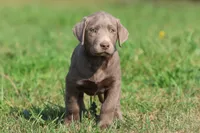 T-Rex AKC , a male Labrador Retriever for sale in Grand Rapids, MI – 3 of 4