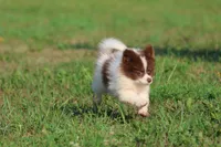 Milly, a female Pomeranian for sale in Grand Rapids, MI – 6 of 7